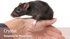  Presentation with white rat - Audience pleasing PPT layouts consisting of photo of a rat isolated backdrop and a  colored foreground