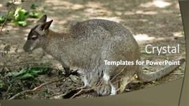  Presentation with photo - Slides consisting of photo of a red - necked wallaby macropus rufogriseus eating leaves background and a gray colored foreground