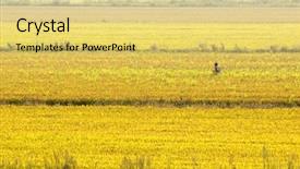  Presentation with carabao in rice field fliwing - Slide deck enhanced with photo of a rice field background and a yellow colored foreground