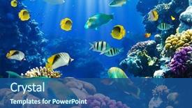  Presentation with tropical - Slides featuring photo of a tropical fish background and a ocean colored foreground