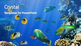  Presentation with tropical reef fish - Presentation theme enhanced with photo of a tropical fish background and a teal colored foreground