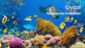  Presentation with tropical reef fish - Theme having photo of a tropical fish background and a teal colored foreground