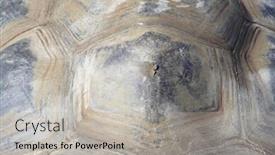  Presentation with turtle - PPT theme consisting of photo-of-a-turtle-texture background and a light gray colored foreground