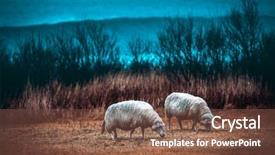  Presentation with domestic animals - Amazing slide set having photo of a two sheep backdrop and a tawny brown colored foreground
