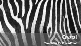  Presentation with black 3d plastic print texture - PPT theme featuring photo of a zebra texture background and a gray colored foreground
