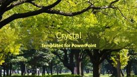  Presentation with tree - PPT theme having photo-of-beautiful-tree-lined background and a tawny brown colored foreground