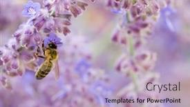  Presentation with bee - Colorful presentation enhanced with photo-of-bee-on-purple backdrop and a light blue colored foreground