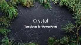  Presentation with spruce - Cool new presentation design with branches of spruce on black backdrop and a dark gray colored foreground