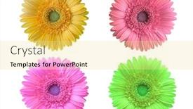  Presentation with flowers - Presentation design featuring photo-of-colorful-flowers background and a blonde colored foreground