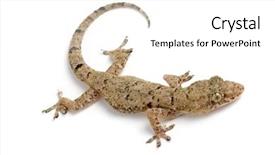  Presentation with house - Colorful presentation design enhanced with photo of common house gecko backdrop and a white colored foreground