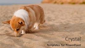  Presentation with sand - PPT theme with photo-of-corgi-playing background and a coral colored foreground
