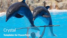  Presentation with swimmingpool - Amazing slide set having photo-of-dolphins-doing backdrop and a teal colored foreground