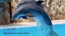  Presentation with photo show - Beautiful slide set featuring photo-of-dolphins-doing backdrop and a light blue colored foreground