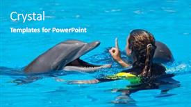  Presentation with photo show - Presentation design with photo-of-dolphins-doing background and a teal colored foreground