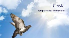  Presentation with dove - Colorful theme enhanced with photo of dove flying backdrop and a sky blue colored foreground