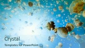  Presentation with jellyfish - Colorful slide set enhanced with photo of endemic golden jellyfish backdrop and a sky blue colored foreground