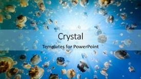  Presentation with tourists - Slide deck having photo of endemic golden jellyfish background and a light blue colored foreground