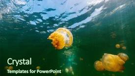  Presentation with jellyfish - Slide set consisting of photo of endemic golden jellyfish background and a forest green colored foreground