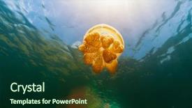  Presentation with jellyfish - Audience pleasing presentation theme consisting of photo of endemic golden jellyfish backdrop and a forest green colored foreground