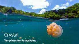  Presentation with jellyfish - Presentation theme featuring photo of endemic golden jellyfish background and a ocean colored foreground