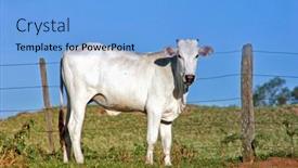  Presentation with farm - Amazing slide set having photo-of-farm-life backdrop and a light blue colored foreground