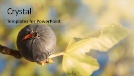  Presentation with fig tree - Audience pleasing slide set consisting of homemade meat loaf on vintage background selective focus close-up shot backdrop and a coral colored foreground