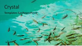  Presentation with lake fish - Cool new presentation with photo of fishes swimming backdrop and a teal colored foreground