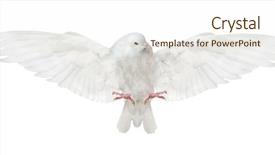  Presentation with white dove flying - PPT theme consisting of photo of flying dove isolated background and a cream colored foreground