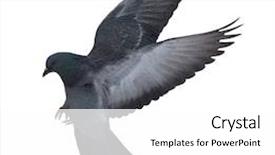  Presentation with white dove flying - Colorful slide set enhanced with photo of flying dove isolated backdrop and a white colored foreground