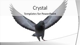  Presentation with white dove flying - Slide set with photo of flying dove isolated background and a white colored foreground