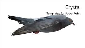  Presentation with white dove flying - Amazing presentation having photo of flying dove isolated backdrop and a  colored foreground