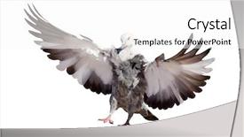  Presentation with white dove flying - Slide set featuring photo of flying dove isolated background and a  colored foreground