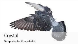  Presentation with white dove flying - Cool new PPT theme with photo of flying dove isolated backdrop and a  colored foreground