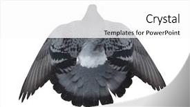  Presentation with white dove flying - PPT layouts with photo of flying dove isolated background and a white colored foreground