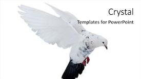  Presentation with white dove flying - PPT theme enhanced with photo of flying dove isolated background and a white colored foreground