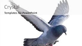  Presentation with white dove - Amazing slide deck having photo-of-flying-dove-isolated backdrop and a white colored foreground