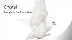  Presentation with white dove - PPT theme enhanced with photo of flying dove isolated background and a white colored foreground