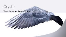  Presentation with white dove flying - Slide deck having photo-of-flying-dove-isolated background and a light gray colored foreground