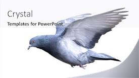  Presentation with white dove flying - Theme with photo-of-flying-dove-isolated background and a white colored foreground