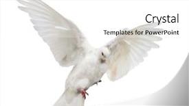  Presentation with white dove - Beautiful theme featuring photo of flying dove isolated backdrop and a white colored foreground