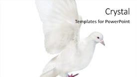  Presentation with white dove flying - Presentation design featuring photo of flying dove isolated background and a white colored foreground