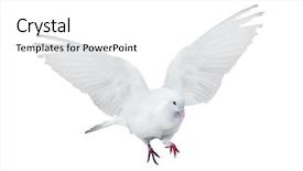  Presentation with white dove flying - Cool new slide set with photo of flying dove isolated backdrop and a white colored foreground
