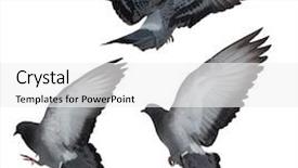  Presentation with white dove flying - Audience pleasing slide set consisting of photo of flying doves isolated backdrop and a white colored foreground