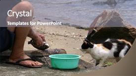  Presentation with free - Amazing presentation design having photo of free fish head backdrop and a gray colored foreground