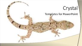  Presentation with photo - Presentation consisting of photo of gecko top view background and a white colored foreground