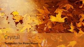  Presentation with old dry tree - Slides having photo of golden autumn leaves background natural backdrop yellow trees foliage dry brown floating leaf autumnal nature fall season leaves texture old tree leaf in puddle maple leaves wallpaper background and a gold colored foreground