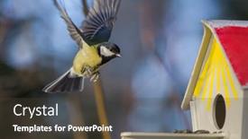  Presentation with birdfeeder - Beautiful slides featuring photo-of-great-tit backdrop and a dark gray colored foreground