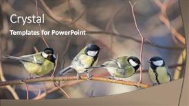  Presentation with photo - Amazing slide set having photo-of-great-tits backdrop and a gray colored foreground