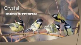  Presentation with photo - Slide deck consisting of photo-of-great-tits background and a gray colored foreground