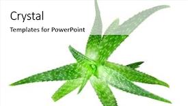  Presentation with aloe vera - PPT layouts with photo of green aloe vera background and a white colored foreground